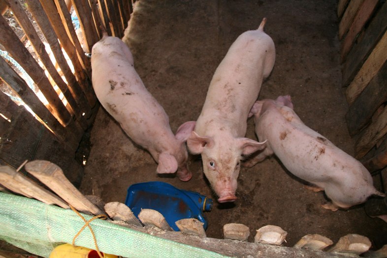 Schweinezucht-gibt-den-Menschen-wichtiges-Zusatzeinkommen